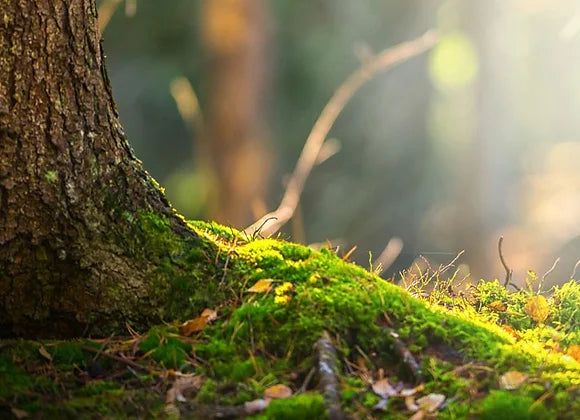 FORBIDDEN FOREST (ORANGE + SAGE + OAKMOSS)