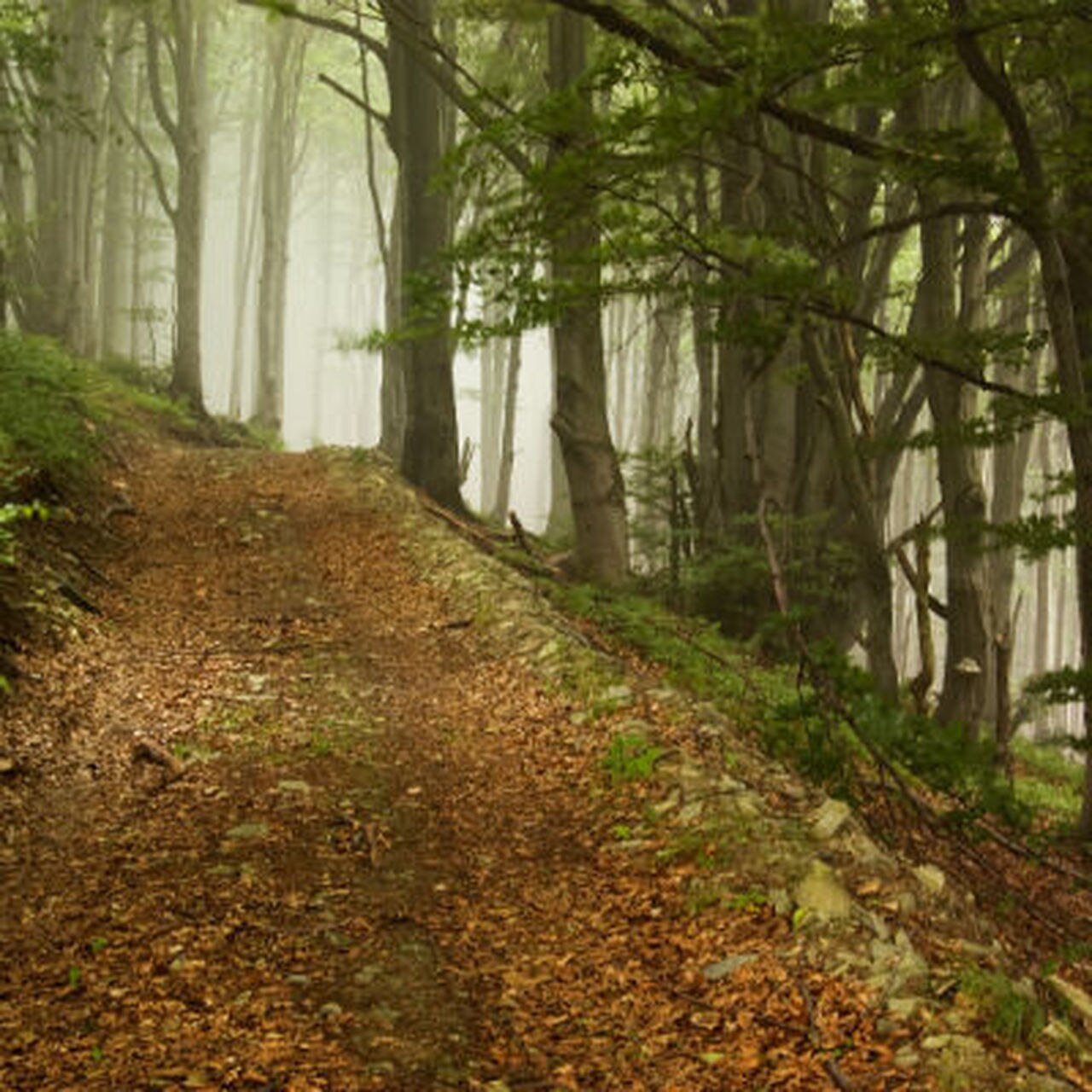 DEEP WOODS (JUNIPER BERRIES + CRANBERRY + PINE)