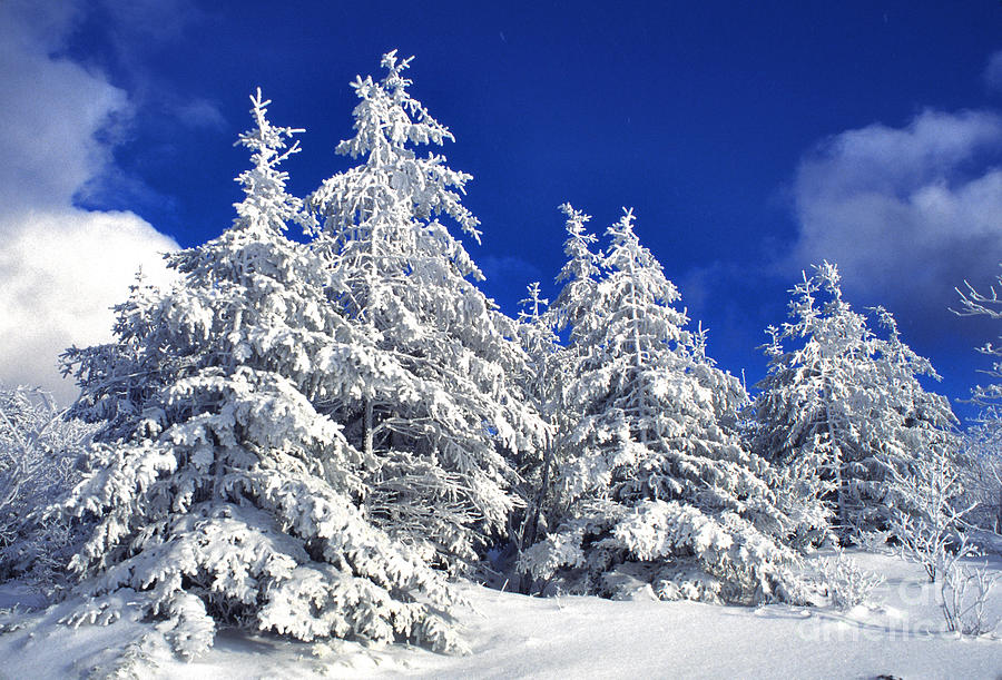 Snow Covered Pine